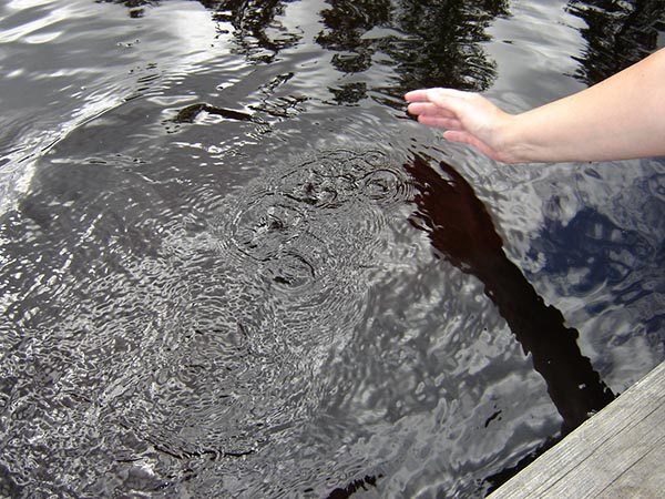 Ringar på vattnet Ringar på vattnet