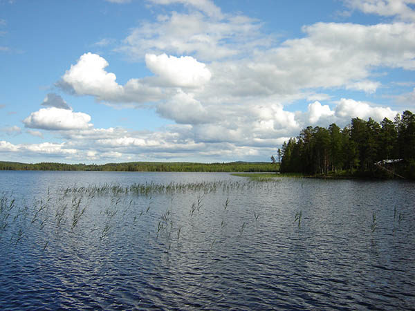 Vy över vatten och vass Vy över vatten och vass
