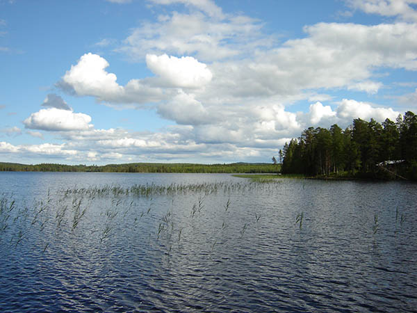 Vy över vatten och vass